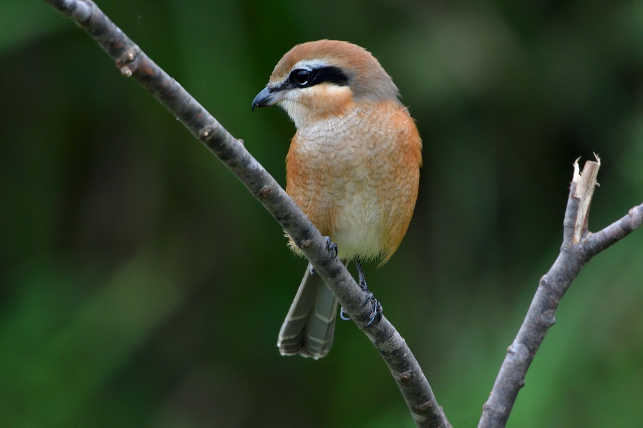 Pie-grièche à tête rousse