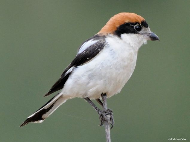 Pie-grièche à tête rousse